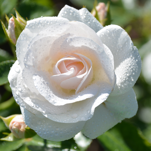 Pokrovne vrtnice - Roza - Innocencia® - 